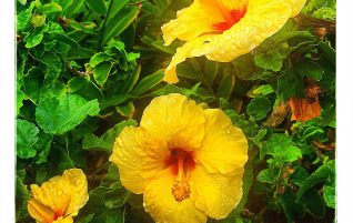 Hibiscus