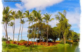 Palm Trees