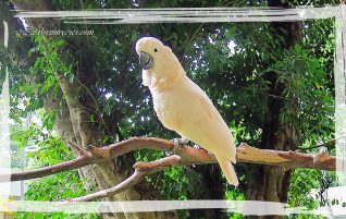 Salmon-Crested Cockatoo