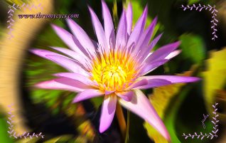 Waterlily by the Pool