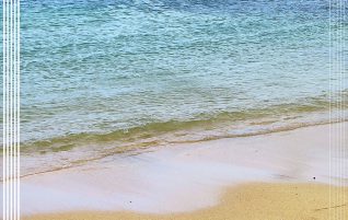 Hawaiian Green Turtle