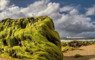 Rock Covered With Seaweed