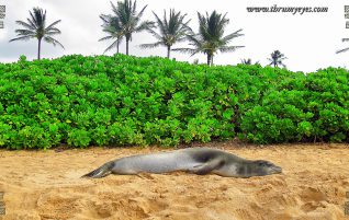 Sleeping on the Beach
