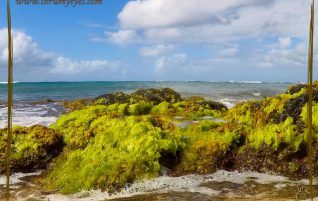 Seaweed, Rocks and Ocean