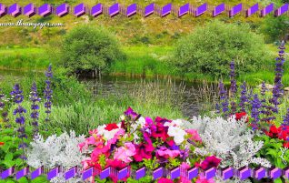 Wild Flowers