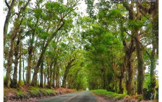 Tree Tunnel