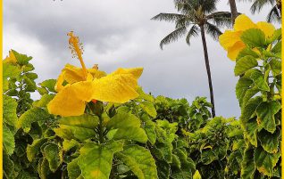 Hibiscus and Palm