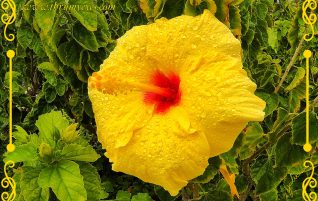 Hibiscus