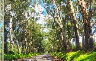 Canopy of Trees
