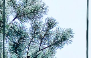 Winter Frost