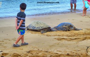 Walking Past Turtles