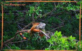Orange Iguana