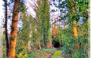 Tree Tunnel Ahead