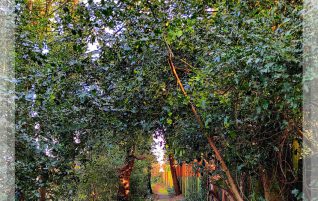 Inside a Tree Tunnel