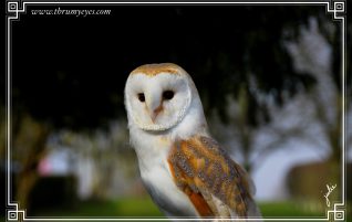 Barn Owl