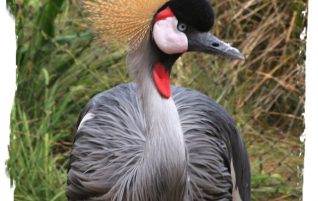 African Crowned Crane