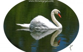 Swan