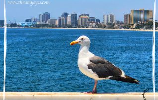 Seagull