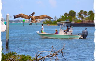 Pelican Flying By