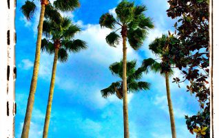 Palms Reaching high