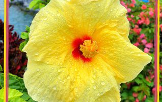 Yellow Hibiscus