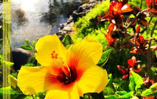 Hawaiian State Flower