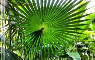 Giant Palm Leaf