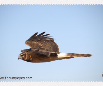 Hawk at Farmington Bay